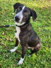 Elmo – Dt. Kurzhaar Labrador Mix, Männchen, 1 Monat, 70195 Stuttgart-Botnang – Foto 1