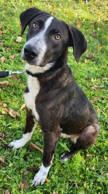 Elmo – Dt. Kurzhaar Labrador Mix, Männchen, 1 Monat, 70195 Stuttgart-Botnang – Foto 2