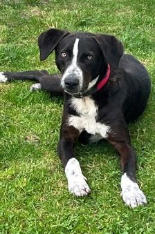 Elmo – Dt. Kurzhaar Labrador Mix, Männchen, 1 Monat, 70195 Stuttgart-Botnang – Foto 3