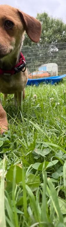 Pepe – Mischling, Männchen, Alter unbekannt, 37520 Osterode – Foto 2