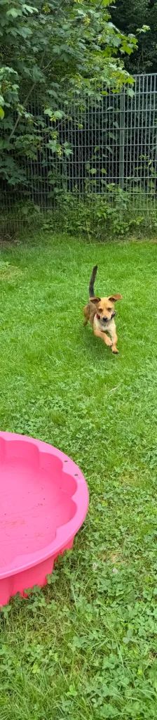 Pepe – Mischling, Männchen, Alter unbekannt, 37520 Osterode – Foto 3