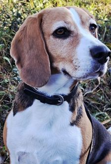 Chipie – Beagle, Weibchen, 4 Jahre, 97074 Würzburg – Foto 1