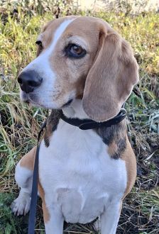 Chipie – Beagle, Weibchen, 4 Jahre, 97074 Würzburg – Foto 2