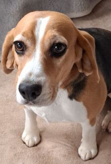 Chipie – Beagle, Weibchen, 4 Jahre, 97074 Würzburg – Foto 3