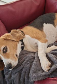 Chipie – Beagle, Weibchen, 4 Jahre, 97074 Würzburg – Foto 4