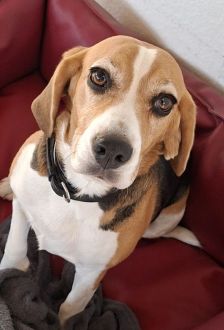 Chipie – Beagle, Weibchen, 4 Jahre, 97074 Würzburg – Foto 5