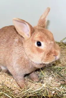 Tikki – Zwergkaninchen, Weibchen, Alter unbekannt, 90537 Feucht – Foto 1