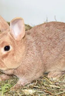 Tikki – Zwergkaninchen, Weibchen, Alter unbekannt, 90537 Feucht – Foto 2