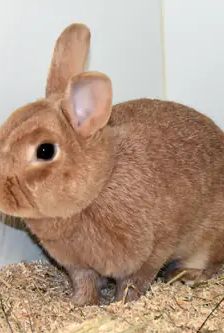 Tikki – Zwergkaninchen, Weibchen, Alter unbekannt, 90537 Feucht – Foto 3