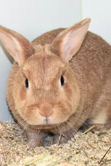 Tikki – Zwergkaninchen, Weibchen, Alter unbekannt, 90537 Feucht – Foto 4