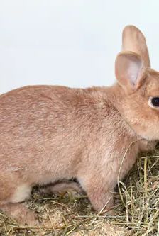 Tikki – Zwergkaninchen, Weibchen, Alter unbekannt, 90537 Feucht – Foto 5