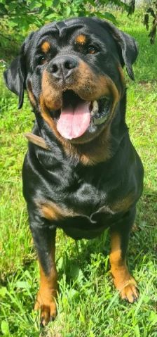 Dunya ( Bailey vom Elsbach ) – Rottweiler, Weibchen, 3 Jahre 2 Monate, 70195 Stuttgart-Botnang – Foto 1