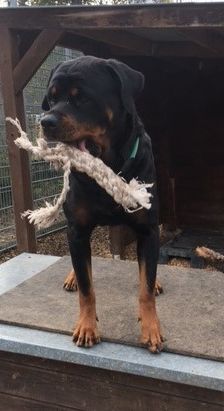 Dunya ( Bailey vom Elsbach ) – Rottweiler, Weibchen, 3 Jahre 2 Monate, 70195 Stuttgart-Botnang – Foto 2