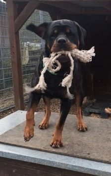 Dunya ( Bailey vom Elsbach ) – Rottweiler, Weibchen, 3 Jahre 2 Monate, 70195 Stuttgart-Botnang – Foto 3