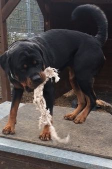 Dunya ( Bailey vom Elsbach ) – Rottweiler, Weibchen, 3 Jahre 2 Monate, 70195 Stuttgart-Botnang – Foto 4