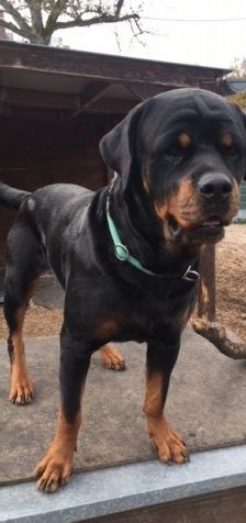 Dunya ( Bailey vom Elsbach ) – Rottweiler, Weibchen, 3 Jahre 2 Monate, 70195 Stuttgart-Botnang – Foto 5