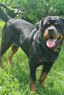 Dunya ( Bailey vom Elsbach ) – Rottweiler, Weibchen, 3 Jahre 2 Monate, 70195 Stuttgart-Botnang – Foto 6