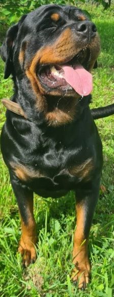 Dunya ( Bailey vom Elsbach ) – Rottweiler, Weibchen, 3 Jahre 2 Monate, 70195 Stuttgart-Botnang – Foto 7