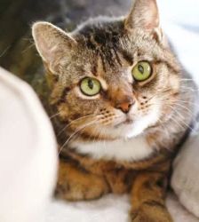 Daphne – EKH, Weibchen, 5 Jahre, 13057 Berlin – Foto 2