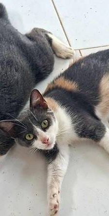 Tuna – Europäisch Kurzhaar, Weibchen, 5 Jahre, 65520 Bad Camberg – Foto 1