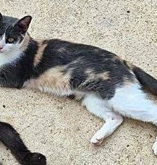 Tuna – Europäisch Kurzhaar, Weibchen, 5 Jahre, 65520 Bad Camberg – Foto 12