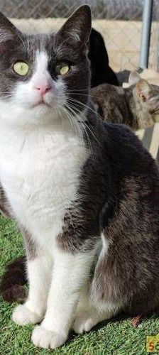 Tuna – Europäisch Kurzhaar, Weibchen, 5 Jahre, 65520 Bad Camberg – Foto 5
