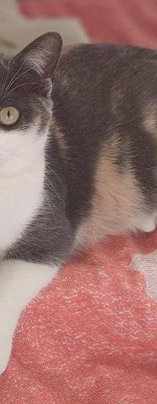 Tuna – Europäisch Kurzhaar, Weibchen, 5 Jahre, 65520 Bad Camberg – Foto 7