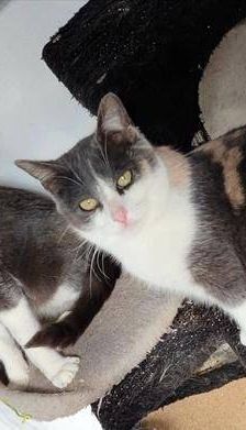 Tuna – Europäisch Kurzhaar, Weibchen, 5 Jahre, 65520 Bad Camberg – Foto 9