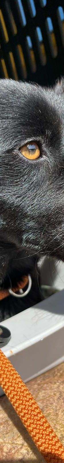 Filou – Mischling, Männchen, 2 Monate, Nordic Strays e.V. – Foto 1