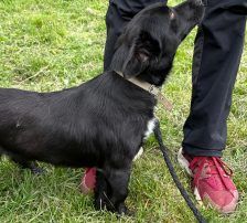 Filou – Mischling, Männchen, 2 Monate, Nordic Strays e.V. – Foto 3