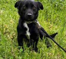 Filou – Mischling, Männchen, 2 Monate, Nordic Strays e.V. – Foto 4