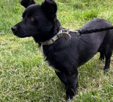 Filou – Mischling, Männchen, 2 Monate, Nordic Strays e.V. – Foto 5