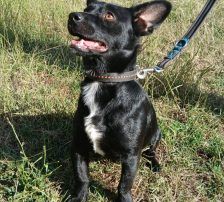Filou – Mischling, Männchen, 2 Monate, Nordic Strays e.V. – Foto 6