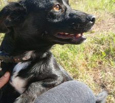Filou – Mischling, Männchen, 2 Monate, Nordic Strays e.V. – Foto 7