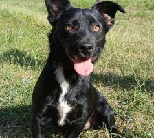 Filou – Mischling, Männchen, 2 Monate, Nordic Strays e.V. – Foto 9