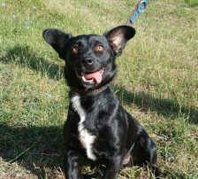 Filou – Mischling, Männchen, 2 Monate, Nordic Strays e.V. – Foto 10