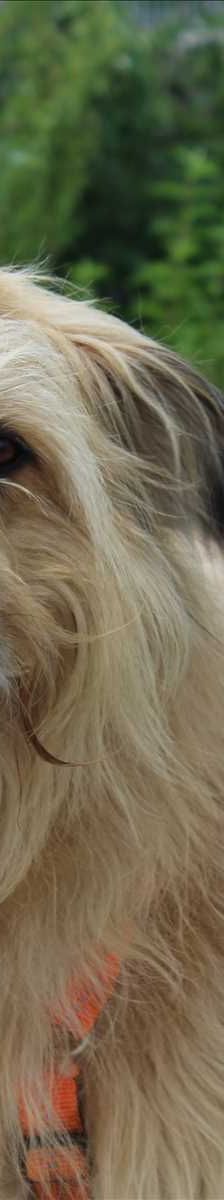 RUSTY – Hirtenhund, Mix, Männchen, 11 Jahre, 81829 München – Foto 1