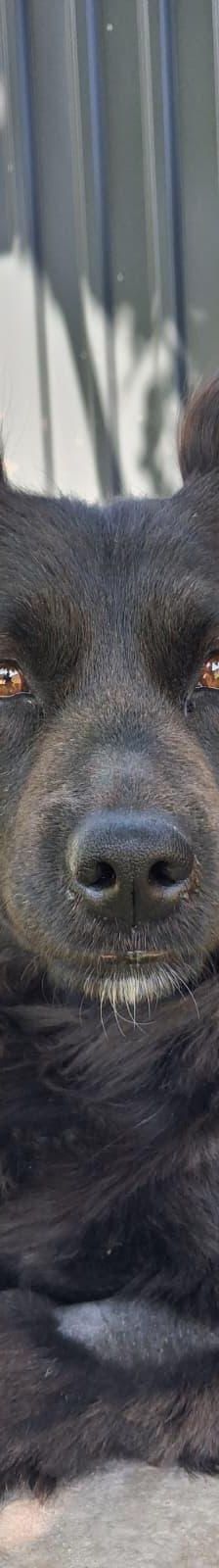 Bozika – Hund, Unbekannt, Alter unbekannt, Nordic Strays e.V. – Foto 1