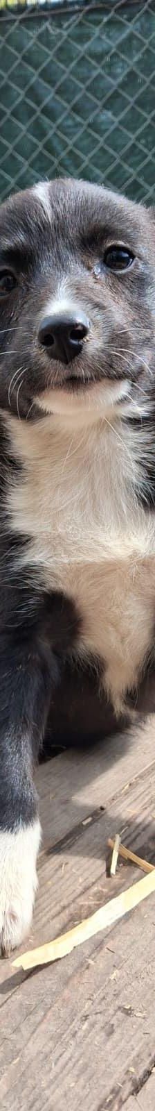 Bozika – Hund, Unbekannt, Alter unbekannt, Nordic Strays e.V. – Foto 2