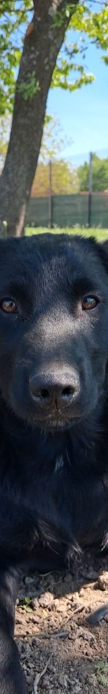 Bozika – Hund, Unbekannt, Alter unbekannt, Nordic Strays e.V. – Foto 3