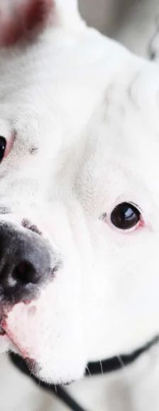Hope – Bulldogge-Mix, Weibchen, 4 Jahre, 13057 Berlin – Foto 1