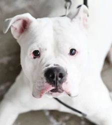 Hope – Bulldogge-Mix, Weibchen, 4 Jahre, 13057 Berlin – Foto 2
