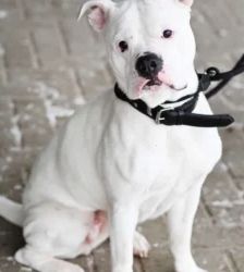 Hope – Bulldogge-Mix, Weibchen, 4 Jahre, 13057 Berlin – Foto 3