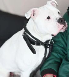Hope – Bulldogge-Mix, Weibchen, 4 Jahre, 13057 Berlin – Foto 4