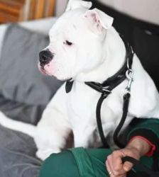 Hope – Bulldogge-Mix, Weibchen, 4 Jahre, 13057 Berlin – Foto 5