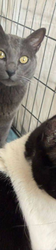 Adonis – Russisch Blau Mischling, Männchen, 3 Jahre, 65520 Bad Camberg – Foto 2