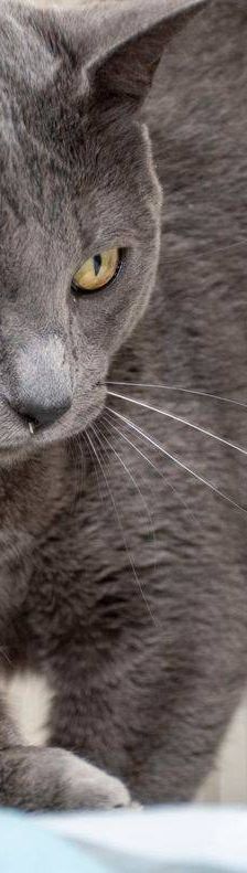 Adonis – Russisch Blau Mischling, Männchen, 3 Jahre, 65520 Bad Camberg – Foto 12