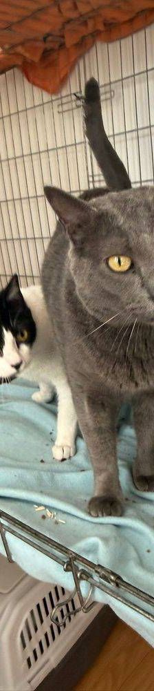 Adonis – Russisch Blau Mischling, Männchen, 3 Jahre, 65520 Bad Camberg – Foto 4