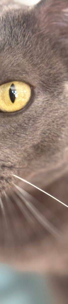 Adonis – Russisch Blau Mischling, Männchen, 3 Jahre, 65520 Bad Camberg – Foto 6