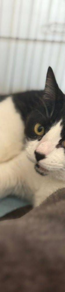 Adonis – Russisch Blau Mischling, Männchen, 3 Jahre, 65520 Bad Camberg – Foto 7